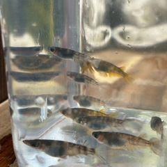 メダカ和澄の画像