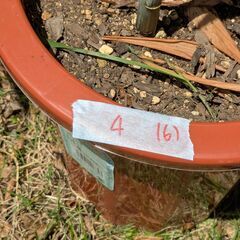 カサブランカ鉢植え④　6輪の画像