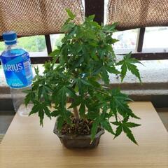 モミジまとめ　※バラ売り可能の画像