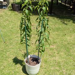 カサブランカ2本立て鉢植え⑦　14輪の画像