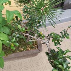 寄せ植え盆栽　※値下げの画像
