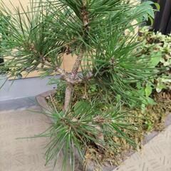寄せ植え盆栽　※値下げの画像