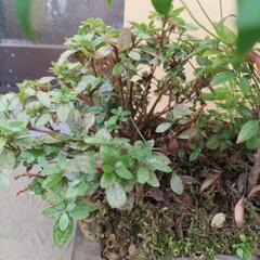寄せ植え盆栽　※値下げの画像