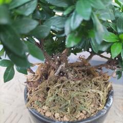 クチナシの画像