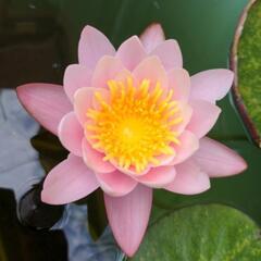 睡蓮 ランダムの画像