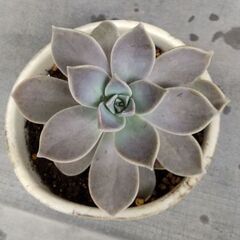 <<大型>>【多肉植物】径15cmグラプトペタルム属『Ghost plant』(LGP-300)の画像