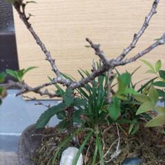 富士桜の寄せ植えの画像