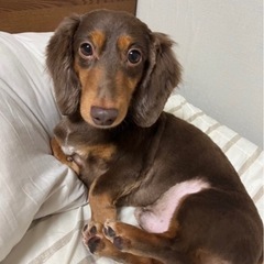 ミニチュアダックス