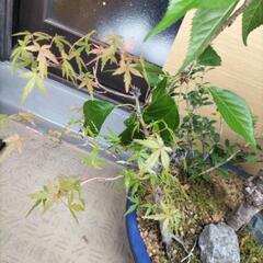枝垂れ桜の寄せ植え　※値下げの画像