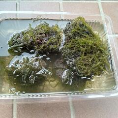水苔活着溶岩石の画像