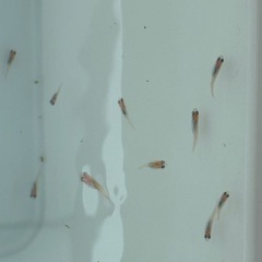 松井ヒレ長三毛猫紅白メダカ　めだか　幼魚(約１センチ〜) ７匹５００円