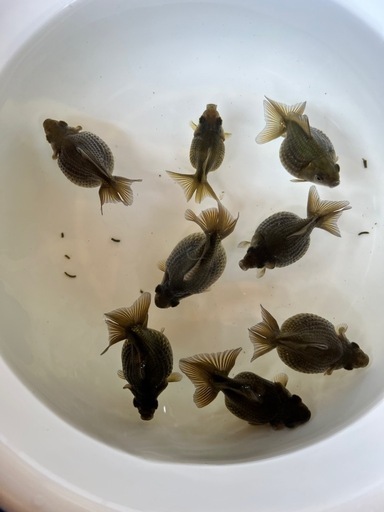 ピンポンパール　ブラックタイプ　当歳魚　金魚