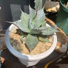 アガベパラサナの画像