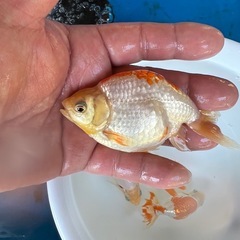 出雲ナンキン　２歳　金魚の画像