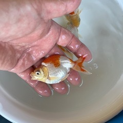 出雲ナンキン　２歳　金魚の画像