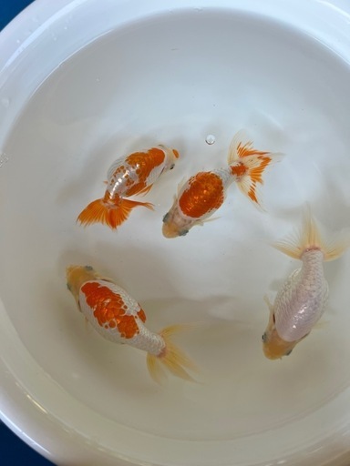 出雲ナンキン　２歳　金魚