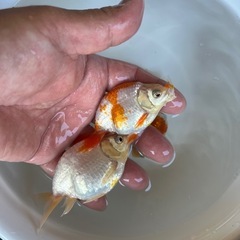 出雲ナンキン　２歳　金魚の画像