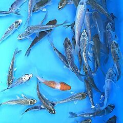 第６０回記念　国際錦鯉品評会！全国大会・変り部門・15部、２０部、優勝鯉の兄弟鯉！水槽サイズ！１０本セット激レア！の画像