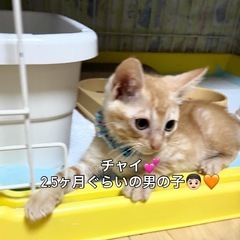 【とっても可愛い子猫💕】 茶トラ 男の子 チャイ