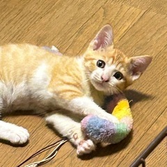 可愛い兄妹猫