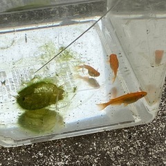 楊貴妃　メダカ　8匹の画像