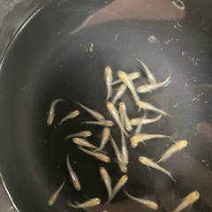 メダカ　琥珀ヒカリの画像