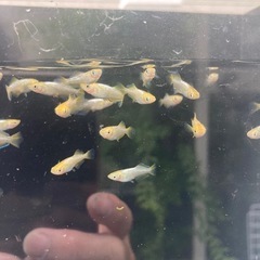 メダカ　琥珀ヒカリの画像