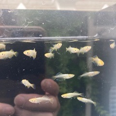 メダカ　琥珀ヒカリの画像