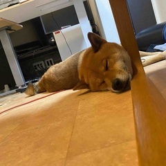 野毛お昼飲み