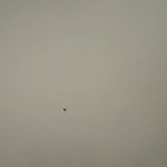 建築士　平行定規　MP-400FLII（KOKUYO製）の画像