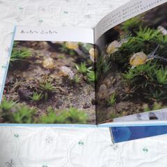 キンダーブック　しぜん4冊とどんぐり絵本の画像