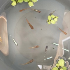 ⭐️睡蓮鉢・ビオトープなどに⭐️メダカミックス🐟10匹⭐️の画像