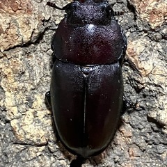 ノコギリクワガタ　大型ペアの画像