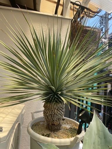 ユッカロストラータ