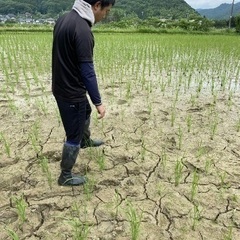 日照り