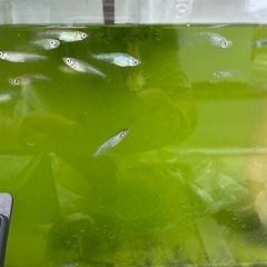 メダカ(ミックス)   ランチュウの画像
