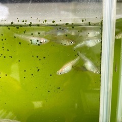 メダカ(ミックス)   ランチュウの画像