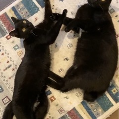 可愛い黒猫の兄弟です❤️ - 猫