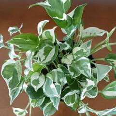 【観葉植物】エンジョイポトスの画像