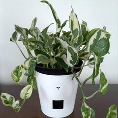 【観葉植物】エンジョイポトスの画像
