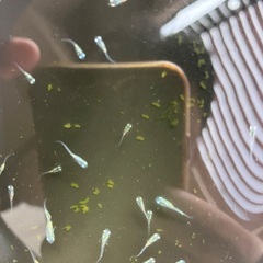 フルボディ　みゆき　幹之　稚魚　10匹セット　500円の画像