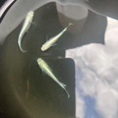 フルボディ　みゆき　幹之　稚魚　10匹セット　500円の画像