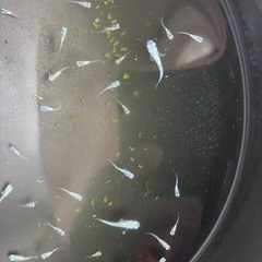 フルボディ　みゆき　幹之　稚魚　10匹セット　500円の画像