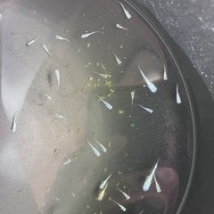 フルボディ　みゆき　幹之　稚魚　10匹セット　500円の画像