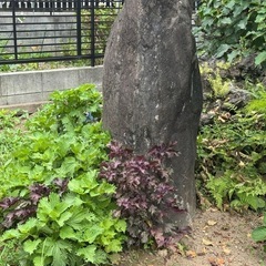 大きい庭石 多数 写真以外にもあります。の画像