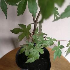 紅葉🍁もみじです。①　の画像