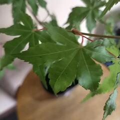 紅葉🍁もみじです。①　の画像