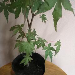 紅葉🍁もみじです。①　の画像