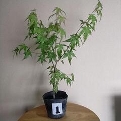 紅葉🍁もみじです。①　