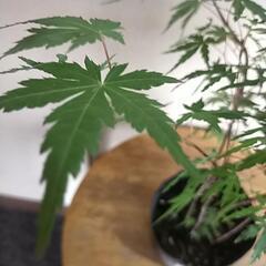 紅葉もみじ🍁5本仕立て②　の画像